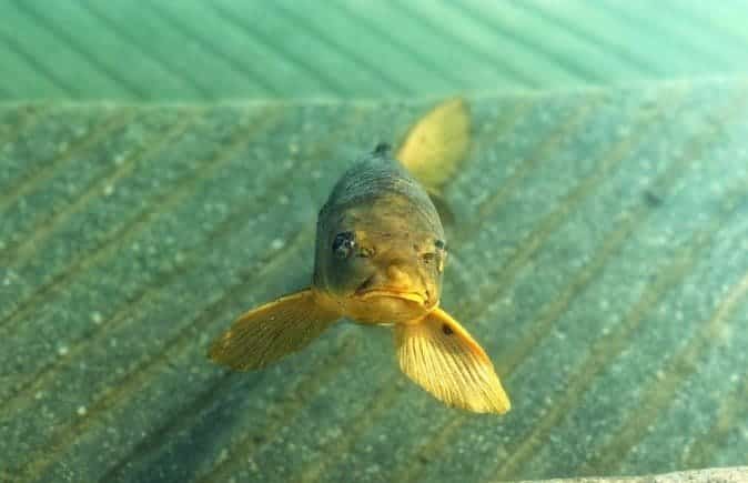 Why guru courses are a threat to your FBA business 3 Amazon business isn't the prettiest fish